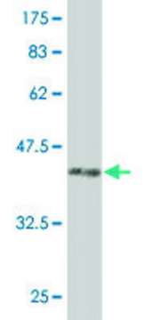 ANTI-PUM2 antibody produced in mouse