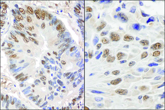Rabbit anti-GAPDH Antibody, Affinity Purified