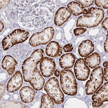 Anti-KCTD19 antibody produced in rabbit