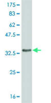 ANTI-FRZB antibody produced in mouse
