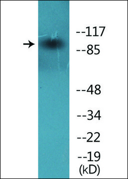 Anti-phospho-VAV1 (pTyr¹??) antibody produced in