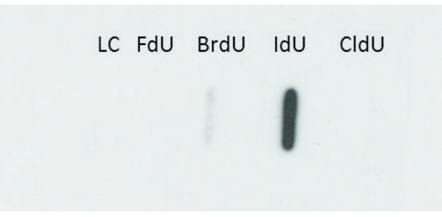 Monoclonal Anti-IdU antibody produced in