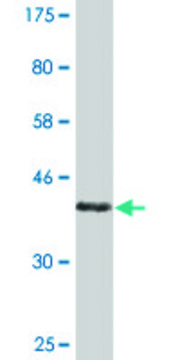 Monoclonal Anti-COX5A antibody produced in