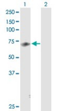 Anti-MED26 antibody produced in rabbit