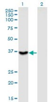 Monoclonal Anti-ITGB1BP2 antibody produced in