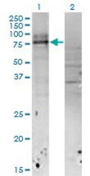Monoclonal Anti-IL18RAP antibody produced in