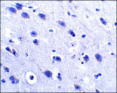 Anti-LRFN2 antibody produced in rabbit