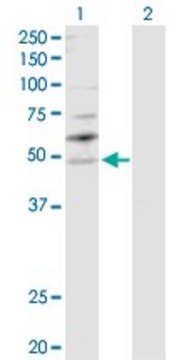 Anti-YBX2 antibody produced in rabbit