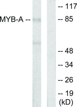 Anti-MYB-A antibody produced in rabbit