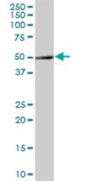 Anti-C8orf30A antibody produced in mouse