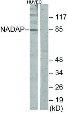 Anti-NADAP antibody produced in rabbit