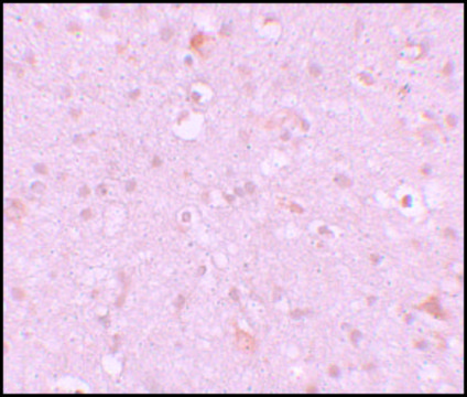 Anti-CXXC4 antibody produced in rabbit