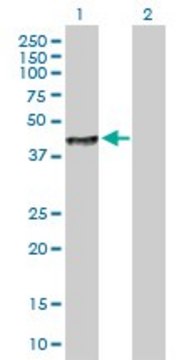 Anti-LRG1 antibody produced in mouse