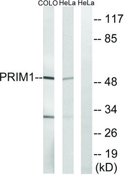 Anti-PRIM1 antibody produced in rabbit