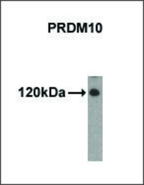 Monoclonal Anti-PRDM10 antibody produced in