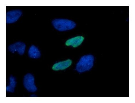 Monoclonal Anti-HA tag antibody produced
