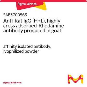 Anti-Rat IgG (H+L), highly cross