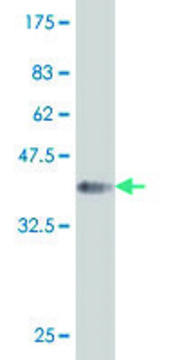 ANTI-HOXA5 antibody produced in mouse