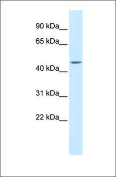 Anti-WDR45L (ab1) antibody produced in