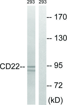 Anti-BL-CAM, C-Terminal antibody produced in