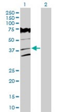 Anti-VPS26A antibody produced in rabbit