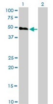 Monoclonal Anti-HCRTR2 antibody produced in