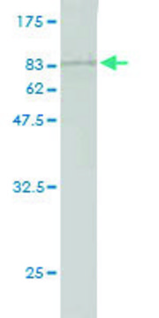 Monoclonal Anti-NUDT12 antibody produced in