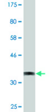 Monoclonal Anti-CYLC1 antibody produced in