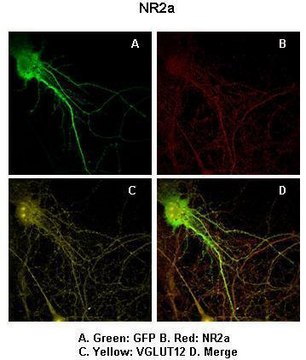 Anti-GRIN2A antibody produced in rabbit