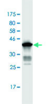 Monoclonal Anti-ANAPC2, (C-terminal) antibody produced
