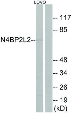 Anti-N4BP2L2 antibody produced in rabbit