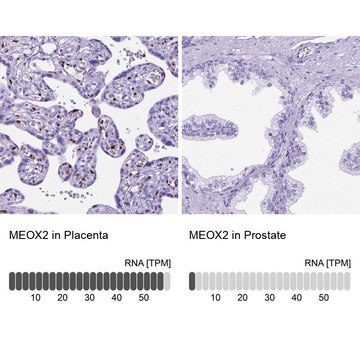 Anti-MEOX2 antibody produced in rabbit