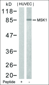 Anti-RPS6KA5 (Ab-376) antibody produced in