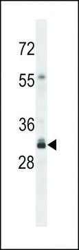 ANTI-OR4F16(N-TERMINAL) antibody produced in rabbit