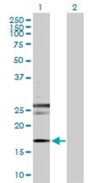 Anti-RHEB antibody produced in rabbit