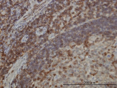 Monoclonal Anti-DEF6 antibody produced in