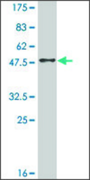 Monoclonal Anti-RAB38 antibody produced in