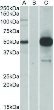 Anti-COPS3 antibody produced in goat
