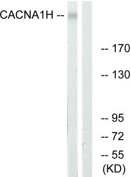Anti-CACNA1H antibody produced in rabbit