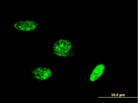 ANTI-PAX8 antibody produced in mouse