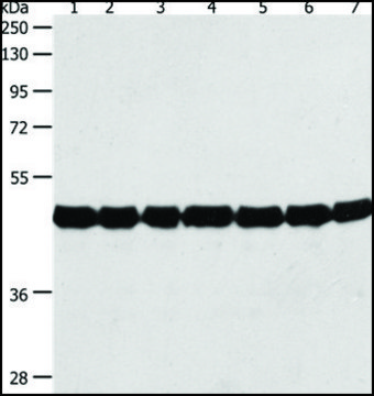 Anti-ACTIN antibody produced in rabbit