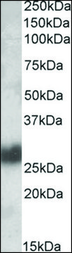 Anti-THY1 antibody produced in goat