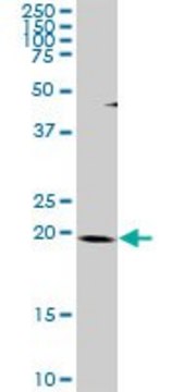 Anti-THAP1 antibody produced in rabbit