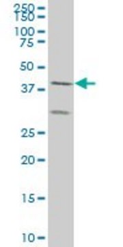 ANTI-ELF3 antibody produced in mouse