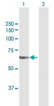 Anti-VPS18 antibody produced in rabbit