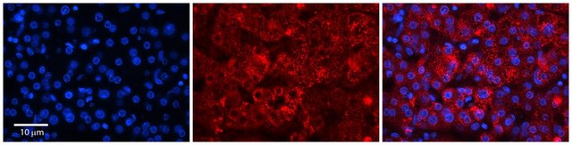 Anti-RER1 antibody produced in rabbit