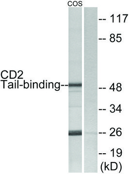 Anti-CD2 Tail-binding antibody produced in