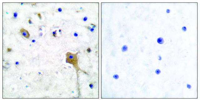 Anti-SH-PTP2 antibody produced in rabbit