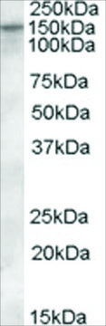 Anti-KCC1/SLC12A4 antibody produced in goat