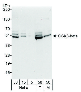 Rabbit anti-GSK3-beta Antibody, Affinity Purified